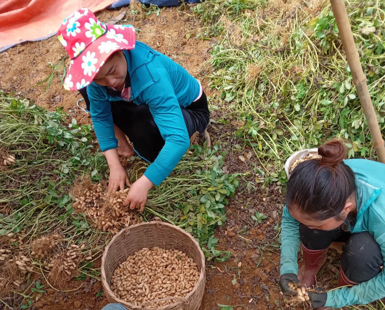 The native red peanut tree gives good yields, so she is actively expanding the area.