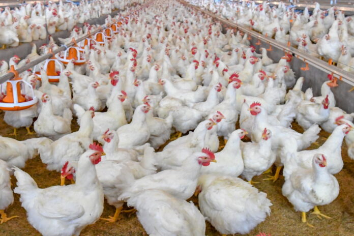 ブラジル政府は鳥インフルエンザの蔓延防止に取り組んでいます。