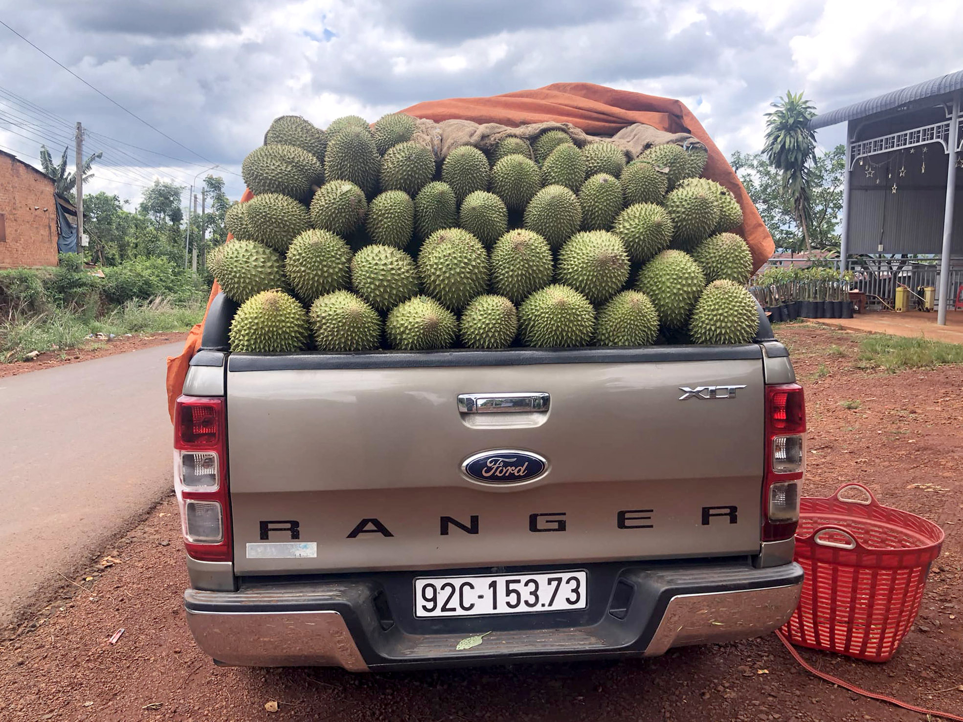 Durian transportation in Binh Phuoc province. Photo: Son Trang.