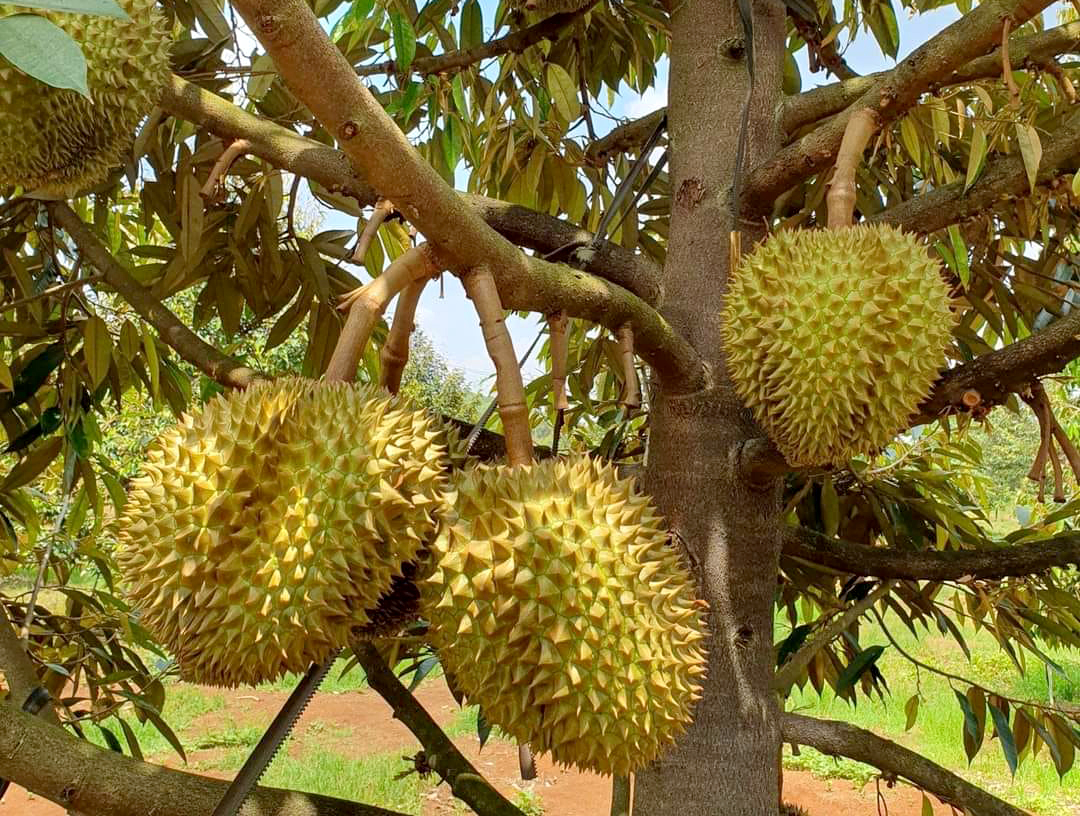 Durian farm in Ba Ria - Vung Tau. Photo: Son Trang.