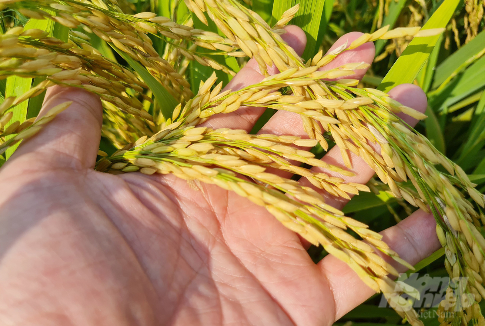 Kết quả thu được từ mô hình sản xuất lúa theo hướng hữu cơ rất khả quan. Ảnh: Việt Khánh.