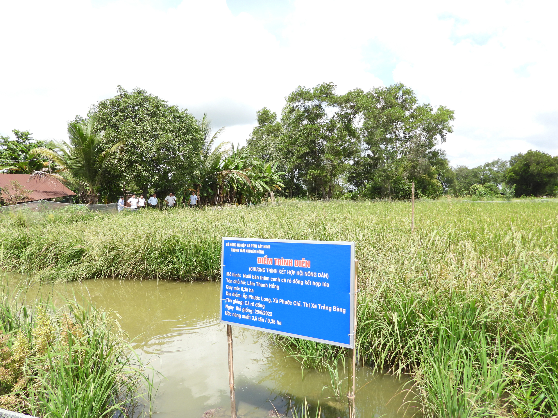 Mô hình liên kết sản xuất của HTX dịch vụ nông nghiệp Phước Bình. Ảnh: Trần Trung.