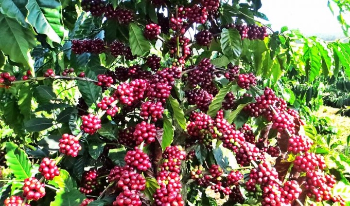 Update on the latest coffee market price on 07/1/2023