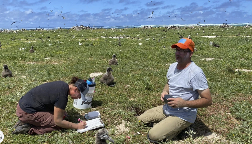  In this photo provided by the Pacific Rim Conservation, wildlife workers relocate Tristram’s storm petrels on Hawaii’s Tern Island, on March 29, 2022. U.S. officials on Friday, June 30, 2023, said they will make it easier for scientists to relocate plants and animals outside their historical ranges as a last resort to save species threatened with extinction by climate change. Photo: L. Young/Pacific Rim Conservation via AP.