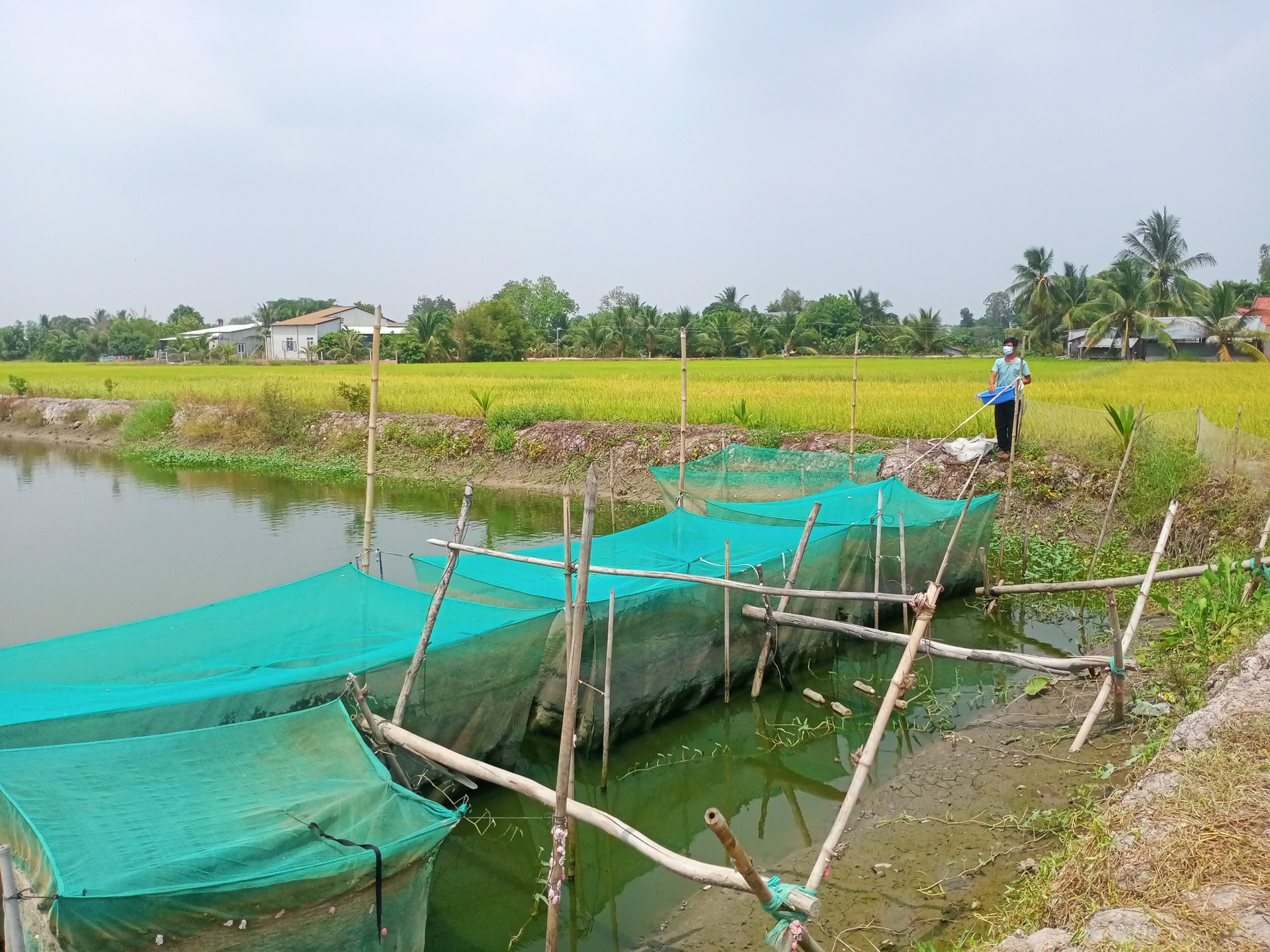 Mô hình cá lúa của HTX dịch vụ nông nghiệp nuôi trồng thủy sản Tràm Cát là một trong những mô hình hiệu quả, đang được khuyến khích, nhân rộng. Ảnh: Lê Bình.