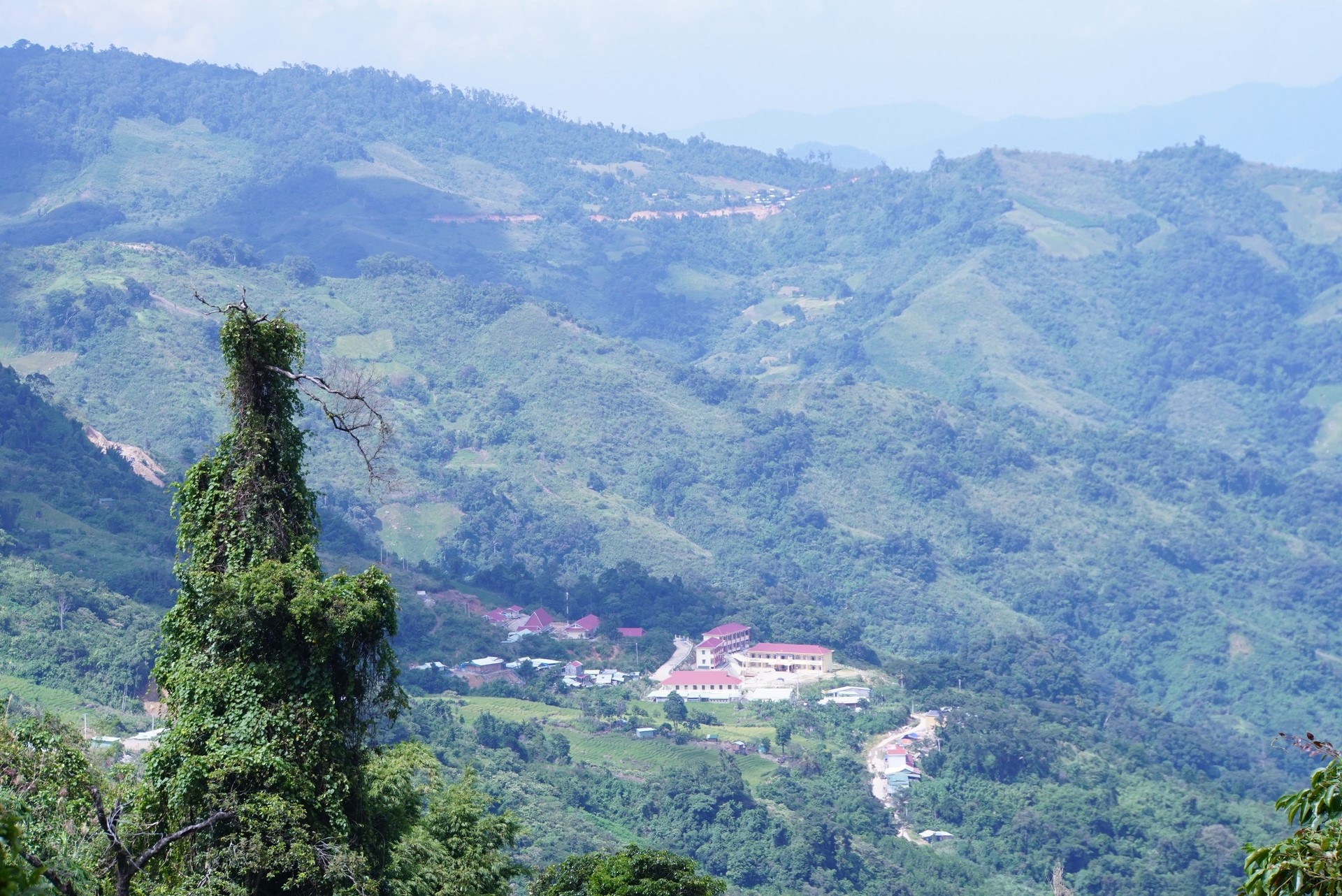 Nam Tra My district has favorable natural conditions for developing medicinal plant species. Photo: L.K.