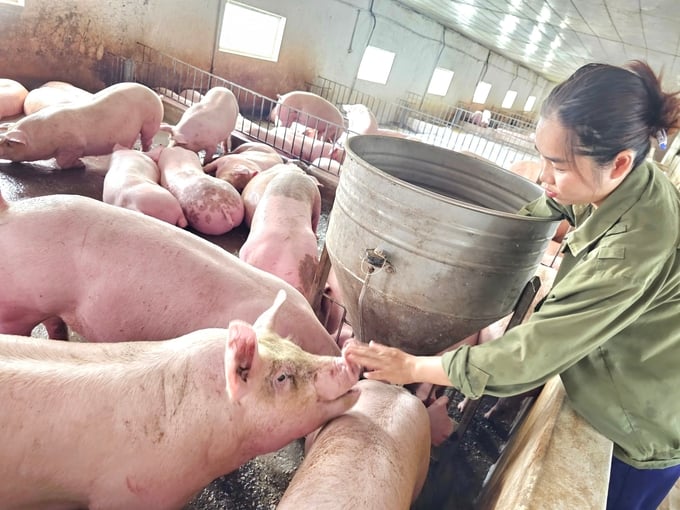 Mô hình nuôi lợn bằng thảo dược của chị Sen là hướng đi mới, độc đáo và có hiệu quả cao tại huyện Bố Trạch (Quảng Bình). Ảnh: Tâm Phùng.