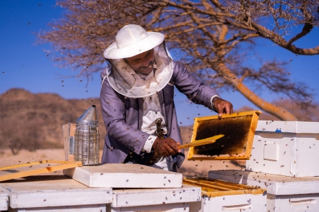 Mật ong Yemen mang lại thu nhập cho khoảng 100.000 người nuôi ong nước này