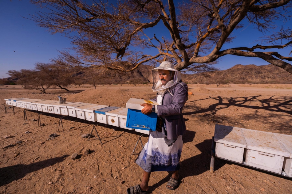 Mật ong Yemen không chỉ được đánh giá cao về chất lượng dinh dưỡng và xã hội mà còn được người Yemen coi trọng vì có giá trị y học