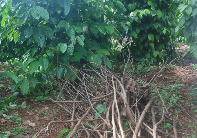 Coffee branches and leaves, after pruning, are used as mulch for coffee grounds. Photo: Thanh Son.
