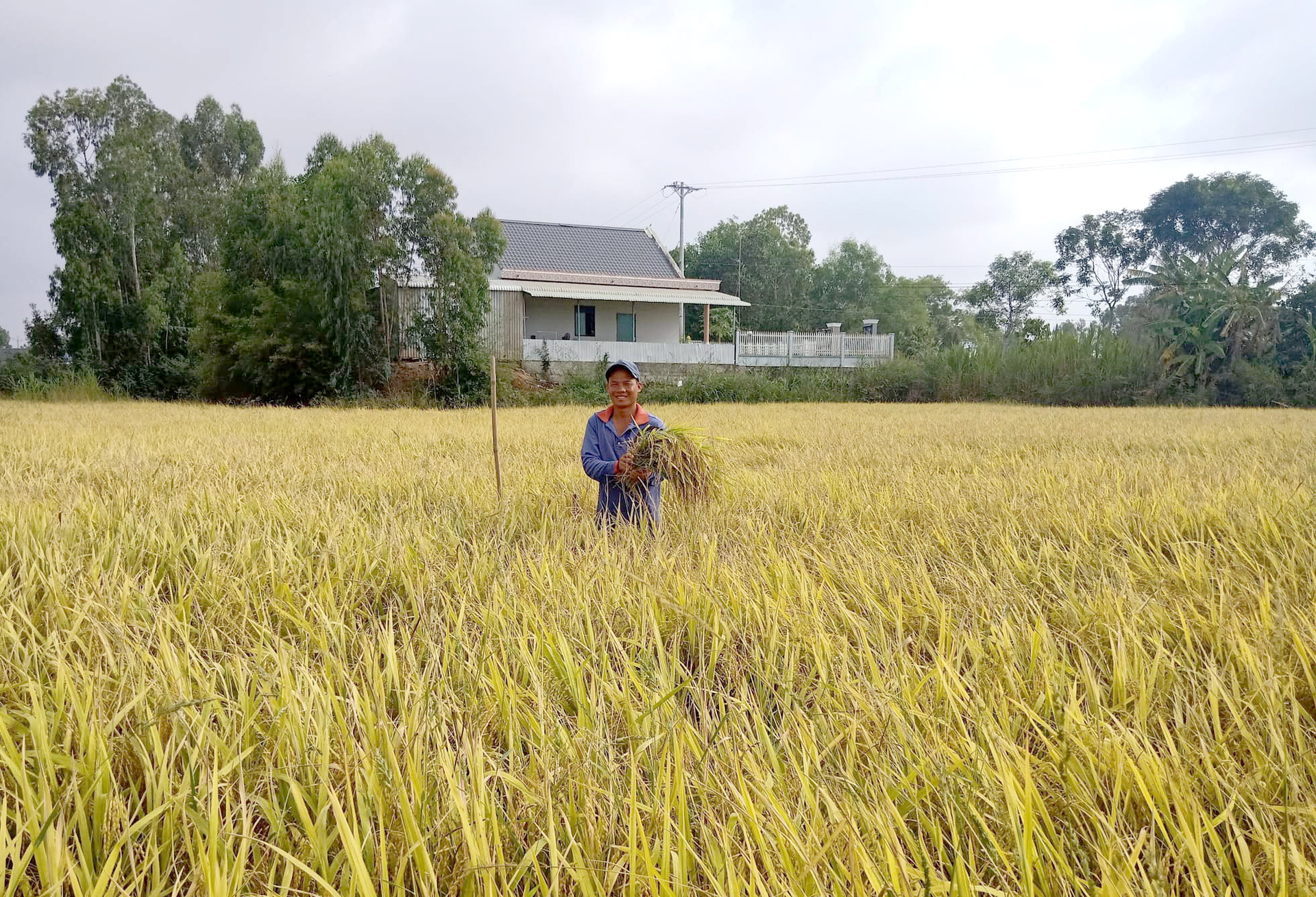 Farmers on a ripe rice field in Long An. Photo: Son Trang.