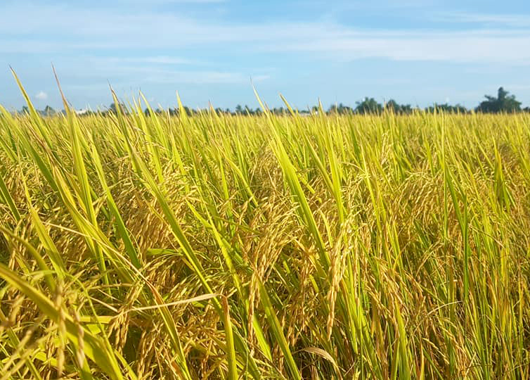 A ripe rice field in Long An province. Photo: Son Trang.