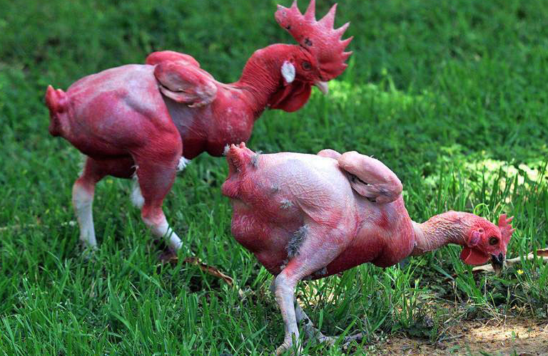 Chickens without feathers were genetically altered in Hebrew University in Israel to grow quickly, but without any protective covering.