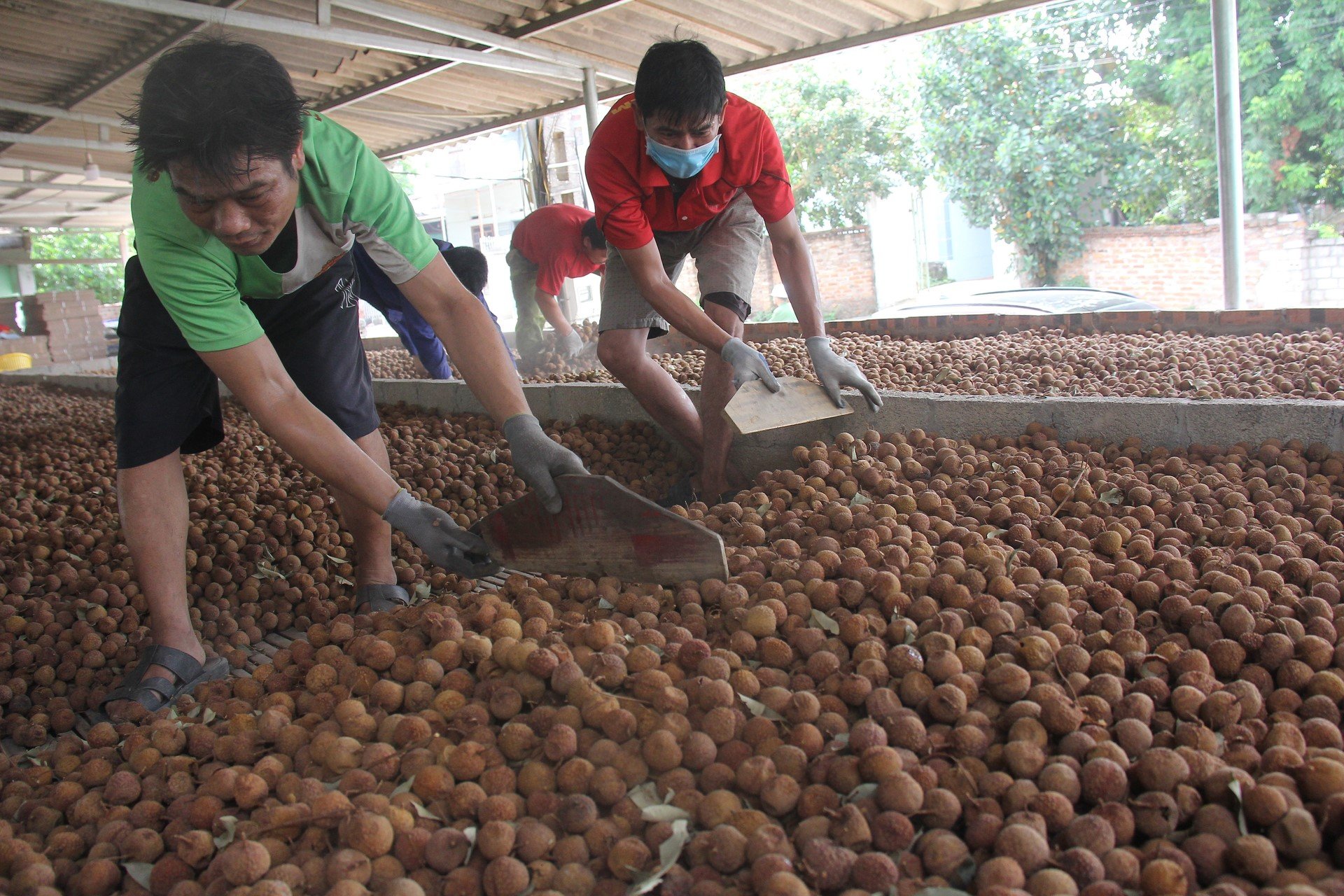 This year, the kilns helped consume a significant amount of lychee for Luc Ngan. Photo: Nguyen Huong.