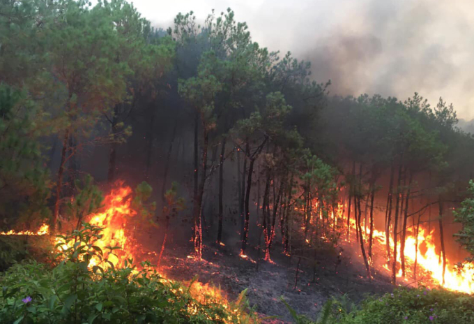 Rất nhiều vụ cháy rừng, nhất là rừng thông dễ cháy đã xảy ra, gây thiệt hại nghiêm trọng tại Nghệ An. Ảnh: ST.