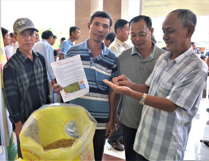 Thanks to the shrimp-rice model, high-quality rice meeting strict standards, especially organic rice for export, was produced. Photo: Trung Chanh.