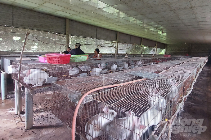 Tại Hướng Hóa hiện có 10 hộ nuôi thỏ New Zealand thương phẩm cho nguồn thu ổn định. Ảnh: Võ Dũng.