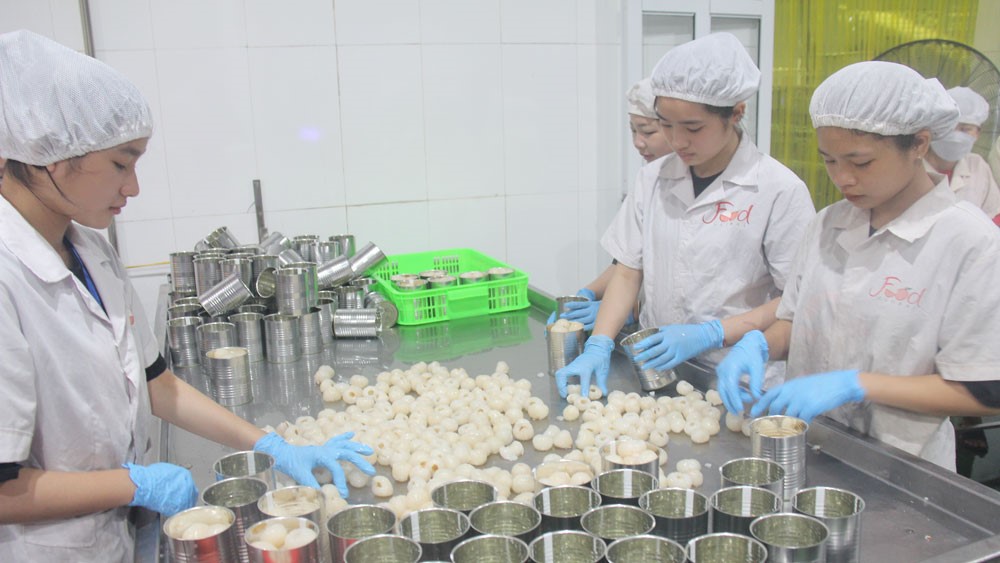 Lychees are processed and canned. Photo: Nguyen Huong.