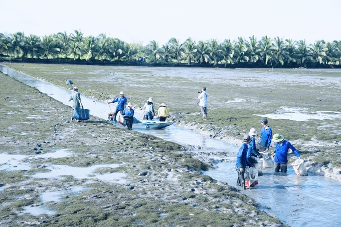 After each shrimp crop, the field environment will create favorable conditions for the growth of rice. Photo: TL.