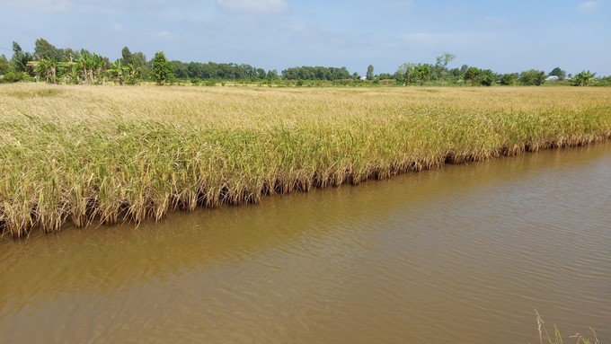 ST rice associated with the rice-shrimp production model is considered an excellent specialty, but it is also facing challenges because the problem of poor-quality ST varieties is becoming difficult to control.