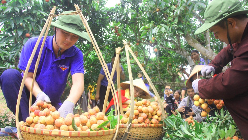 This year is the first time for Luc Ngan to methodically organize the lychee season tourism activity, thereby opening up a new consumption channel and direction. Photo: Nguyen Huong.