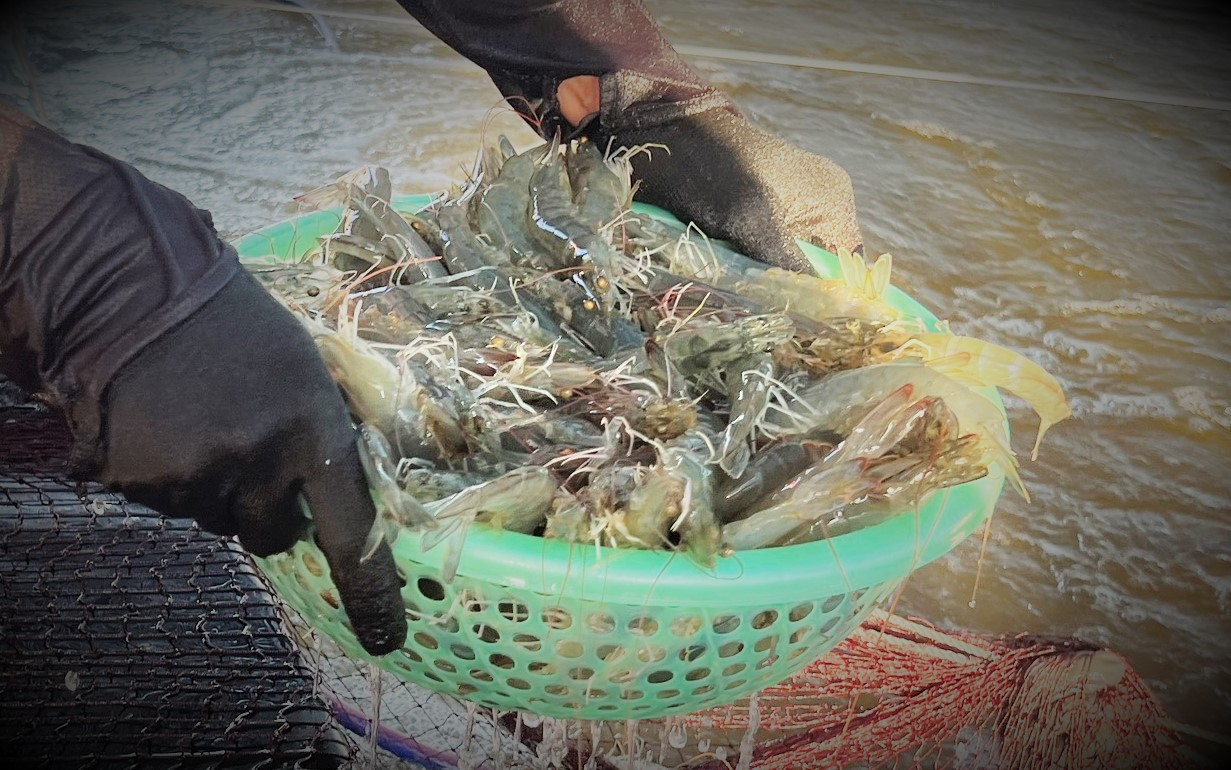 The price of commercial shrimp in the spring-summer crop in Ha Tinh suffers a sharp drop.