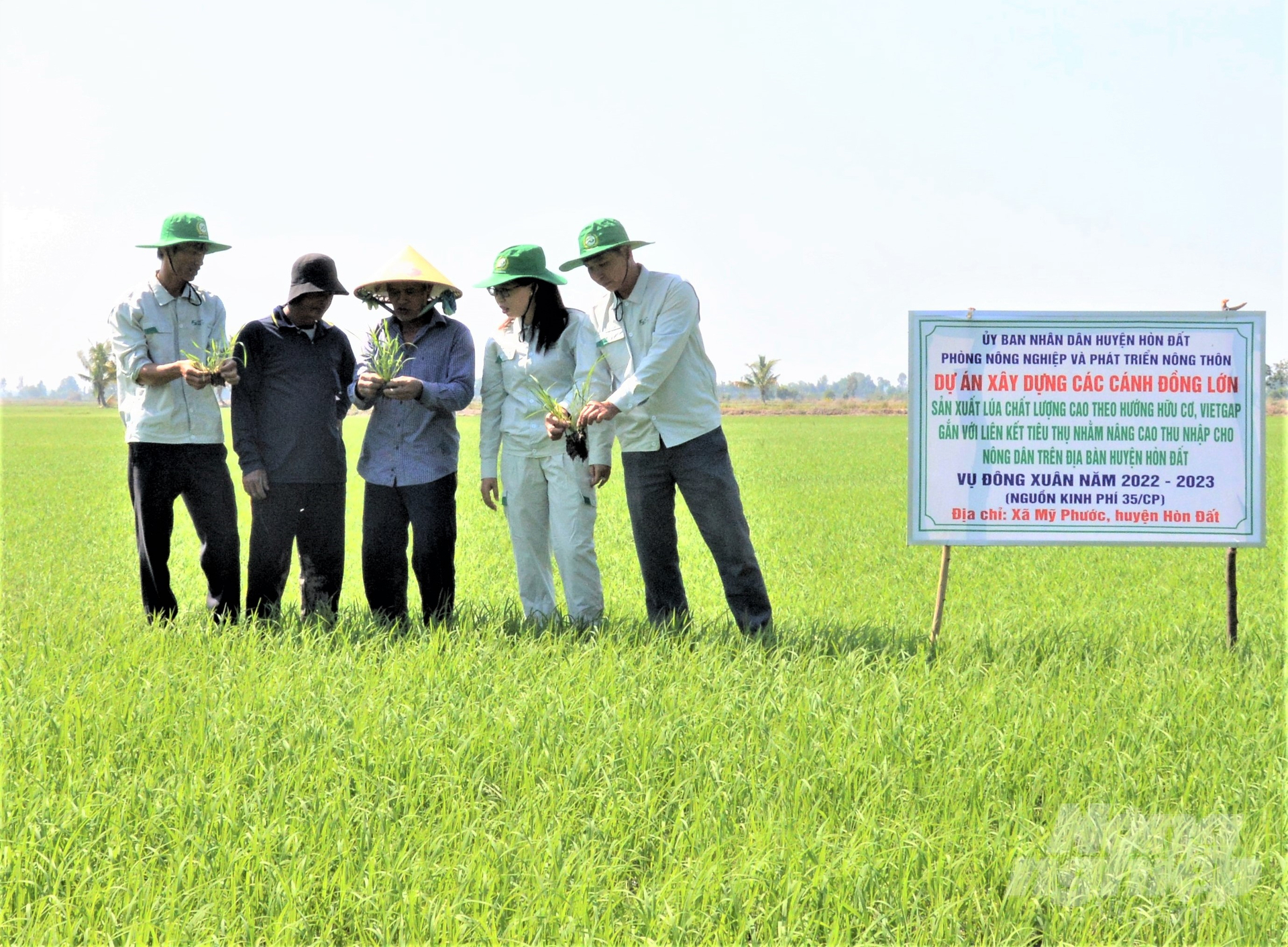 Từ đầu năm đến nay, ngành nông nghiệp tỉnh Kiên Giang đã tổ chức sản xuất được 717 cánh đồng lớn. Ảnh: Trung Chánh. 