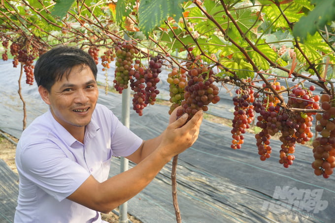 Anh Hoàng Thanh Minh là người đầu tiên tại Thanh Hóa thành công với vườn nho hữu cơ kết hợp tham quan. Ảnh: Quốc Toản.