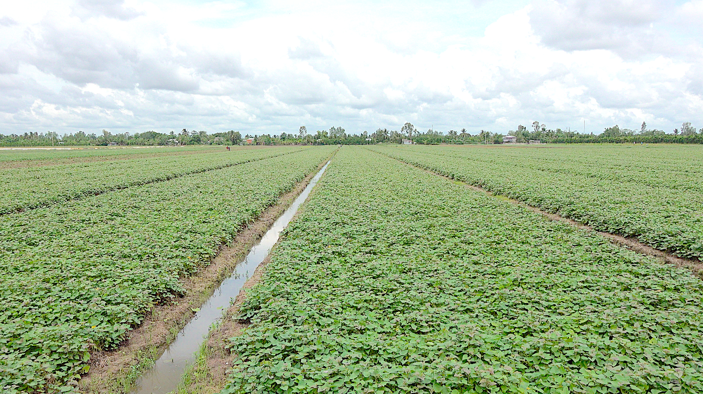 Tỉnh Vĩnh Long có 27 mã số vùng trồng khoai lang đủ điều kiện xuất khẩu sang Trung Quốc. Ảnh: Minh Đảm.