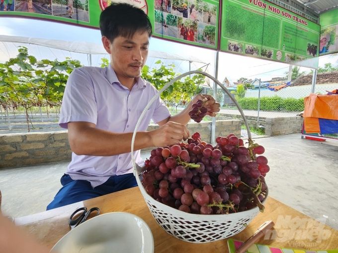 Mỗi ngày, vườn nho của gia đình anh Minh cho thu nhập hàng chục triệu đồng/ngày khi nho chín. Ảnh: Quốc Toản.