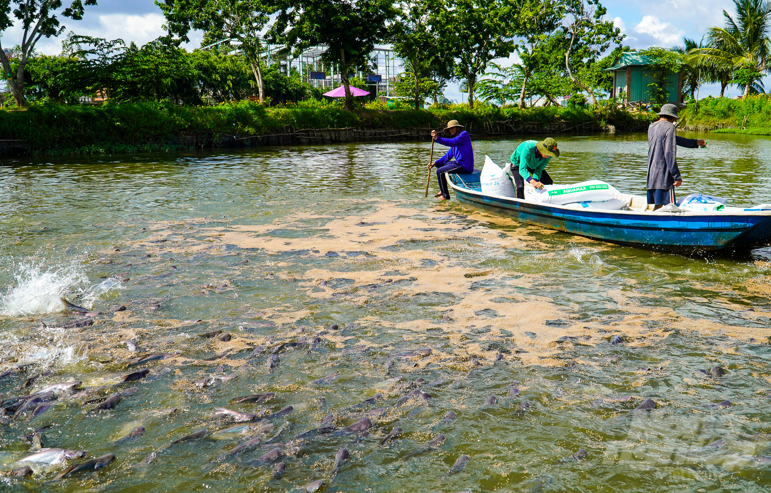 Can Tho city stock over 520 ha of pangasius, with an output of more than 67,500 tons/year. Thanks to the good management of import and export breeds and input water sources, the disease situation on Pangasius rarely occurs. Photo: Kim Anh.