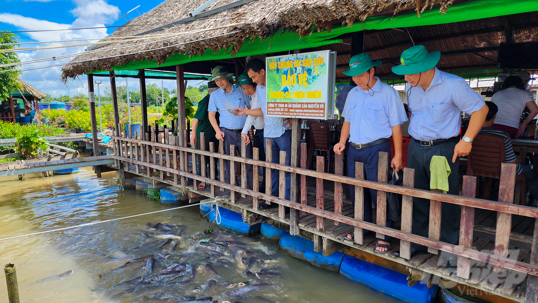 Most large-scale pangasius farming establishments in Can Tho apply food safety farming models towards VietGAP, BAP, ASC standards. Photo: Kim Anh.