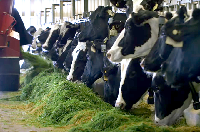 A dairy farm of Vinamilk. Photo: Thanh Son.