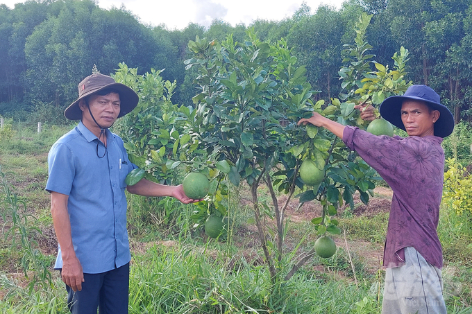 Vùng gò đồi Gio Linh đang được đầu tư xây dựng trở thành các vùng sản xuất nông nghiệp hàng hóa tập trung. Ảnh: Võ Dũng.