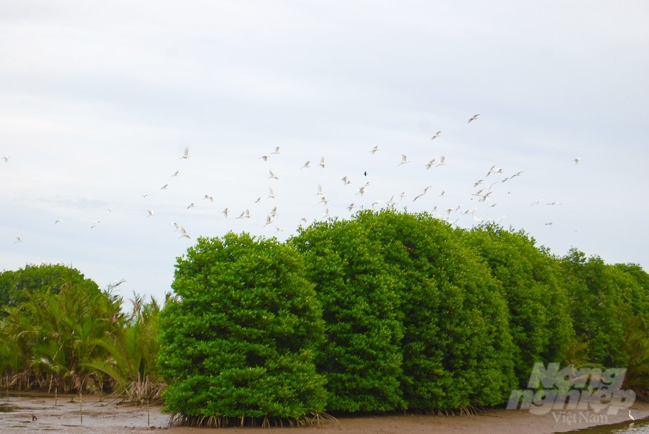 Cảnh quan xanh mướt trải dài từ những tán rừng ngập mặn tại huyện Duyên Hải, tỉnh Trà Vinh. Ảnh: Hồ Thảo.