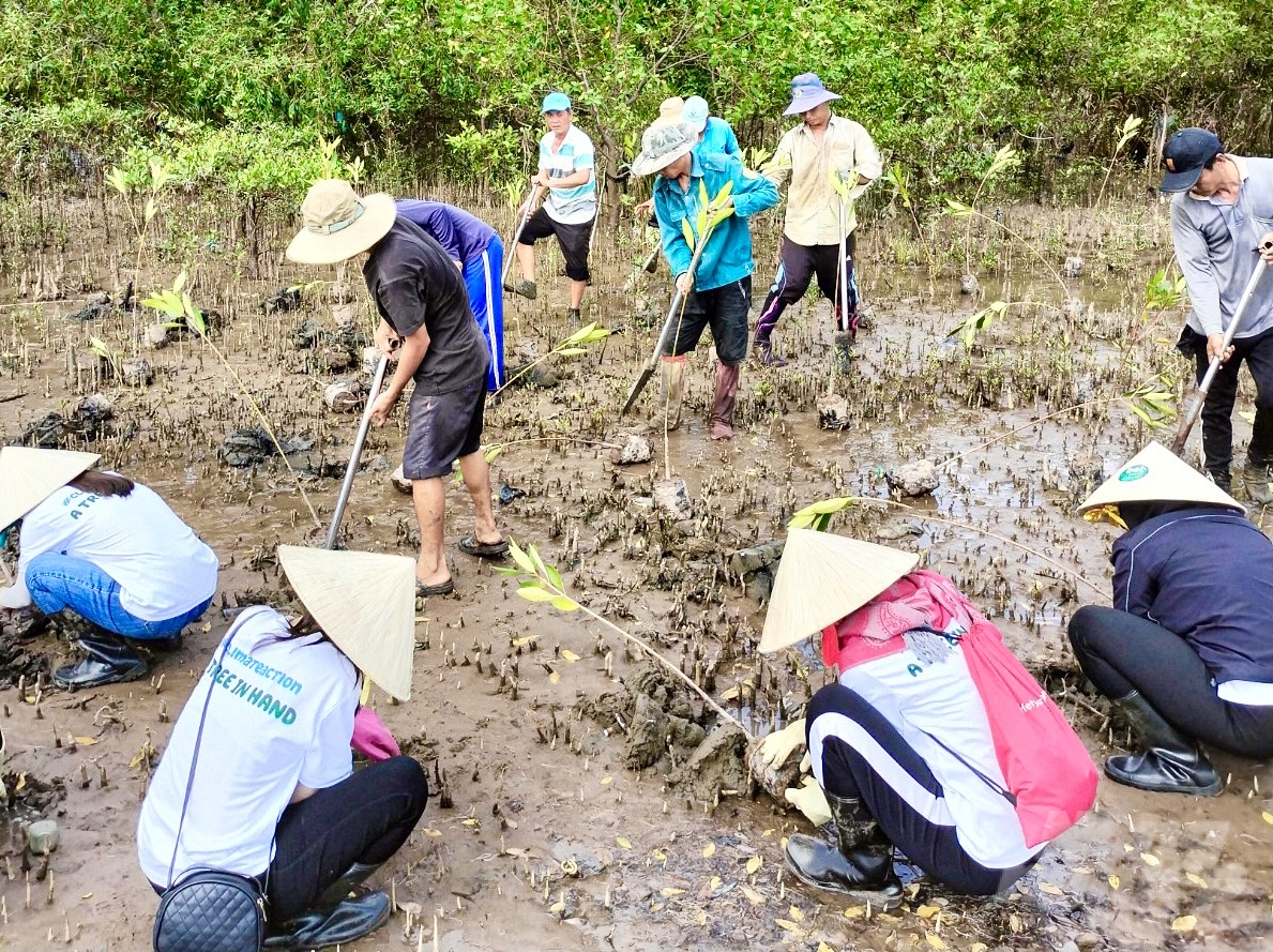 Hoạt động trồng rừng ở xã Mỹ Long Nam, huyện Cầu Ngang. Ảnh: Hồ Thảo.