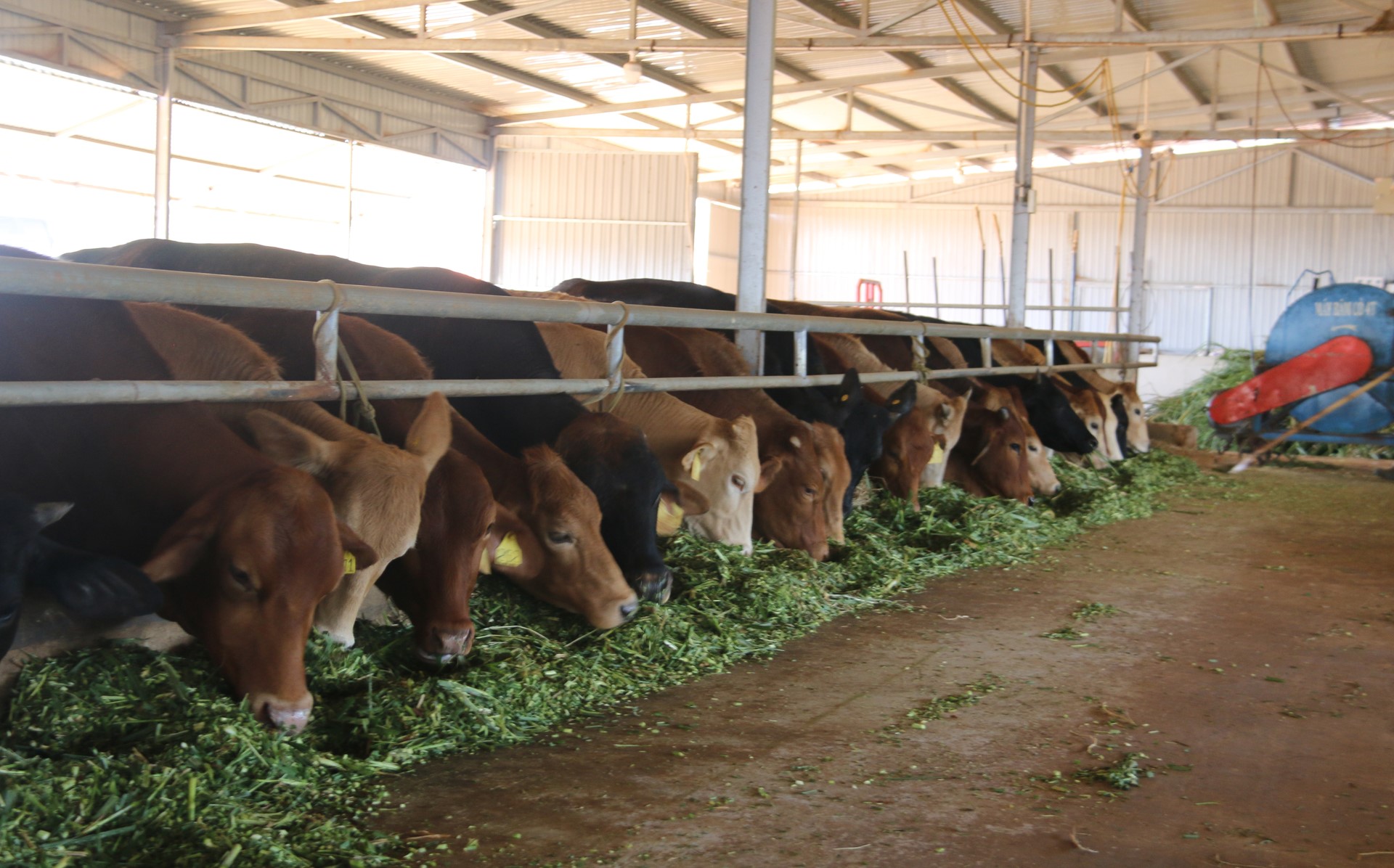 Mr. Ha Trung Hieu's cow farm is raised according to VietGAP standards. Photo: Quang Yen.