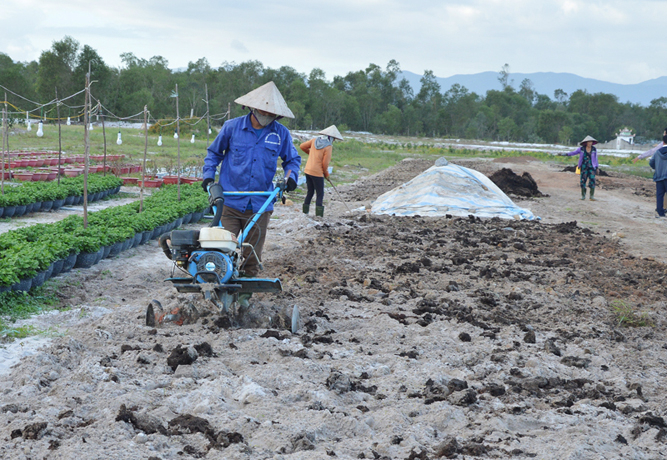 Nông dân Quảng Bình được khuyến khích sử dụng phân hữu cơ trong trồng trọt để có nông sản an toàn và bảo vệ môi trường. Ảnh: T.P.