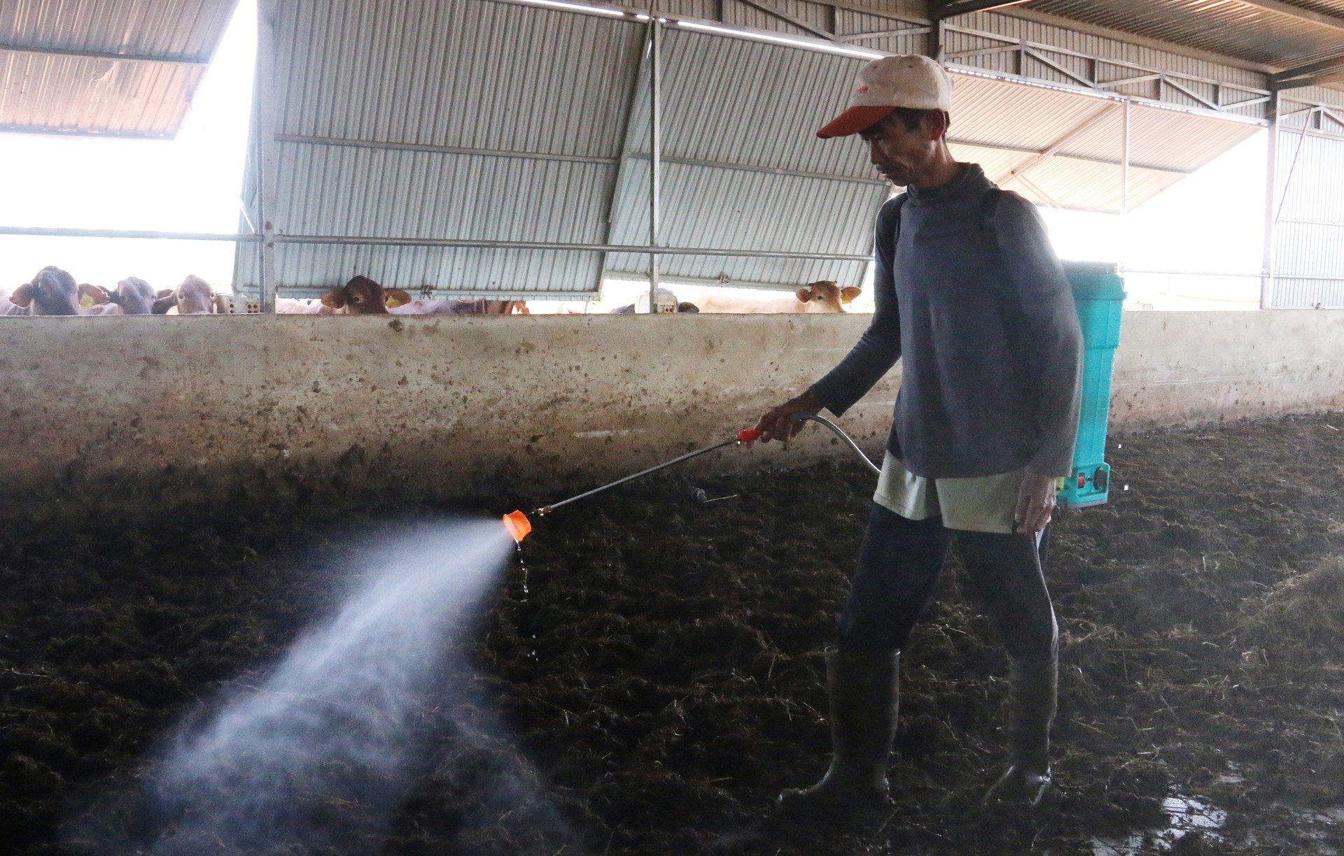 Mr. Hieu's VietGAP cow farm creates jobs for more than 10 poor local workers. Photo: Quang Yen.