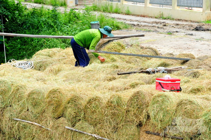 Hiện nay ĐBSCL sản xuất khoảng 30 triệu tấn rơm rạ/năm, ước tính mới chỉ khoảng 30% lượng rơm rạ được thu gom cho sản xuất nấm, phủ gốc cây, làm thức ăn cho chăn nuôi. Ảnh: Lê Hoàng Vũ.