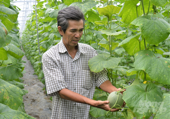 As a unit participating in digital transformation and applying high technology to early production, Thuan Phat Melon Cooperative has achieved success. Photo: Minh Dam.