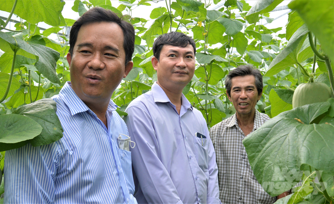 Every year, Thuan Phat Melon Cooperative produces and supplies hundreds of tons of commercial cantaloupe, earning billions of VND in profit. Photo: Minh Dam.