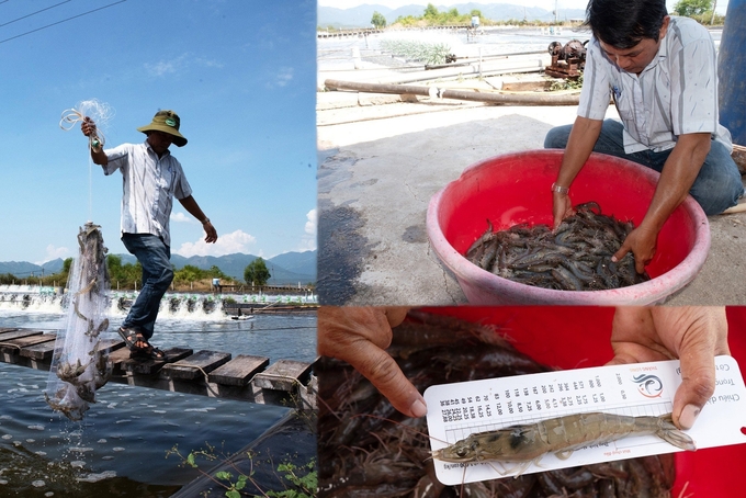 Thanks to 3-stage Semi biofloc shrimp farming technology, Mr. Chinh has saved on input costs and increased profits. Photo: Kim So.