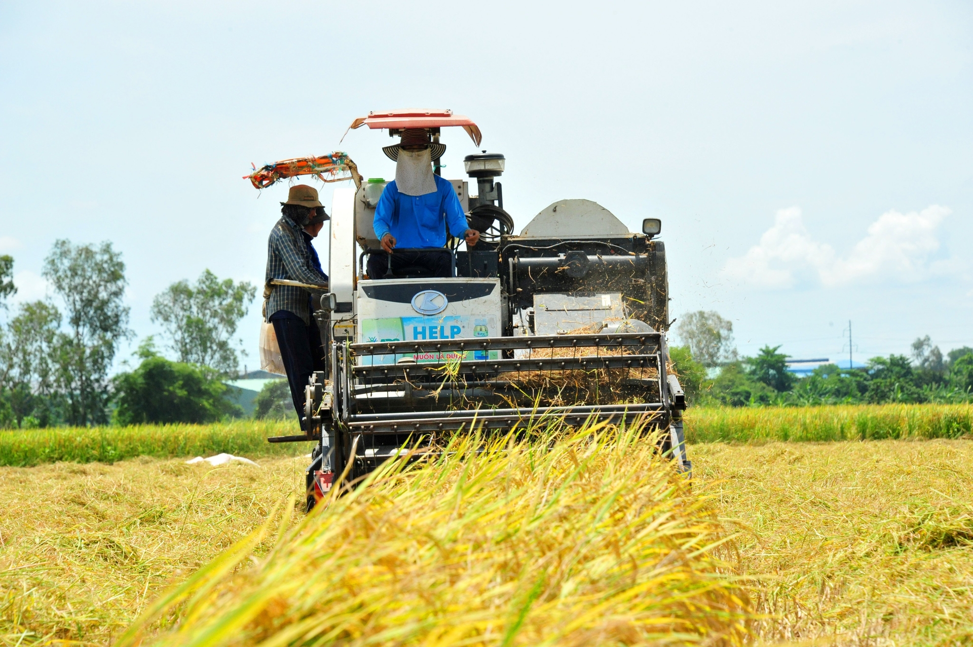 The Prime Minister asks the Ministry of Agriculture and Rural Development to take the lead, coordinate with relevant ministries, agencies and localities. Photo: Le Hoang Vu.