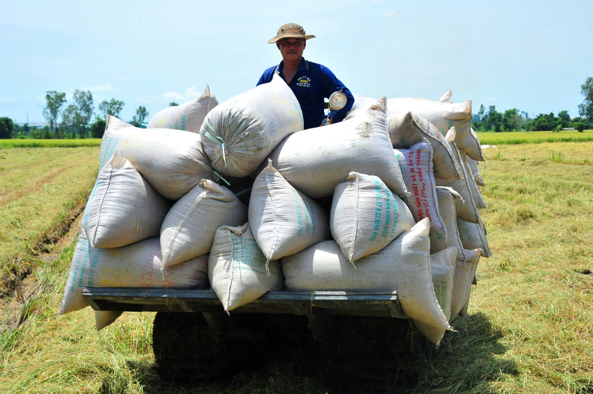 'Promote future rice production and export activities, take advantage of timing and market opportunities, contribute to promoting economic growth in the last months of 2023'. Photo: Le Hoang Vu.