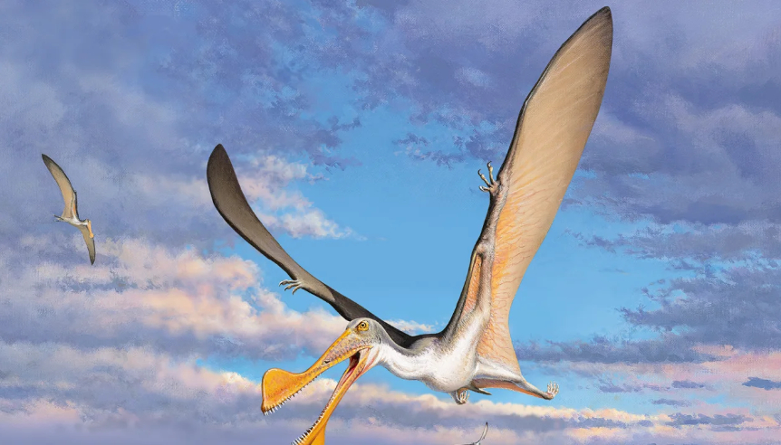 Thằn lằn bay đã từng bay trên bầu trời Úc cách đây 107 triệu năm.