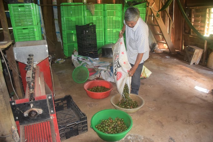 The early ripe macadamia pods fell to the ground and were picked up by Mr. Khanh and his wife and put in the shelling machine to sell to traders. Photo: VDT.