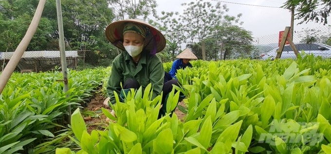 To encourage large timber afforestation, Tuyen Quang province also supports high-quality seedlings for forest growers. Photo: Dao Thanh.