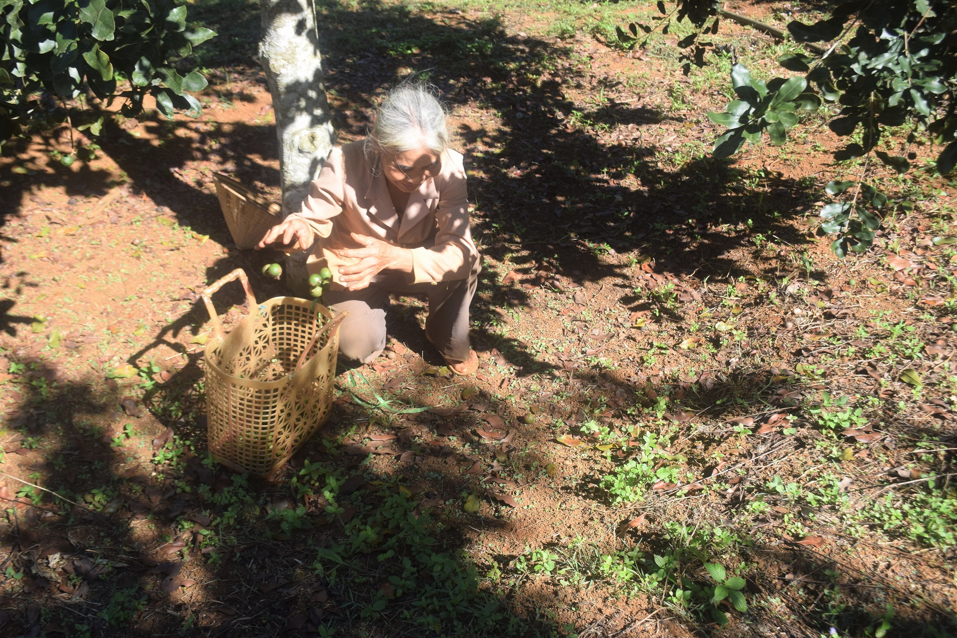 Bà Võ Thị Thu, vợ ông Khánh dạo vườn mắc ca lượm những quả chín sớm rụng xuống đất để bán. Ảnh: VĐT.