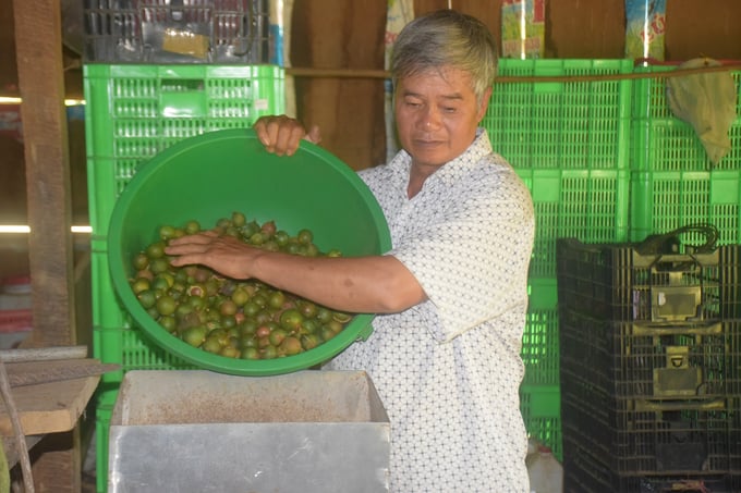 Mr. Dang Van Khanh put macadamia into the shelling machine. Photo: VDT.